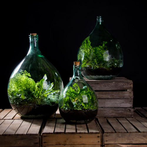Glass Terrarium Starter Kit 5 Litre Glass Terrarium Starter Kit 5 Litre
