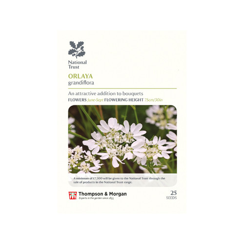 Orlaya grandiflora Orlaya grandiflora
