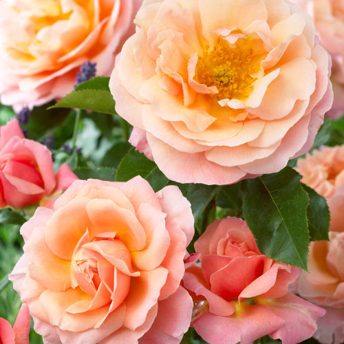 Marie Curie Shrub Rose Marie Curie Shrub Rose