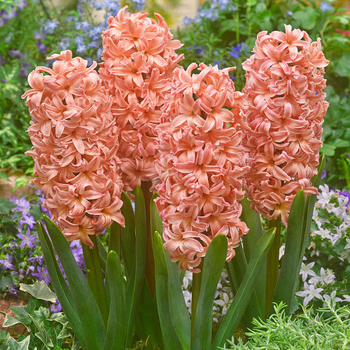Hyacinth Gypsy Queen Hyacinth Gypsy Queen