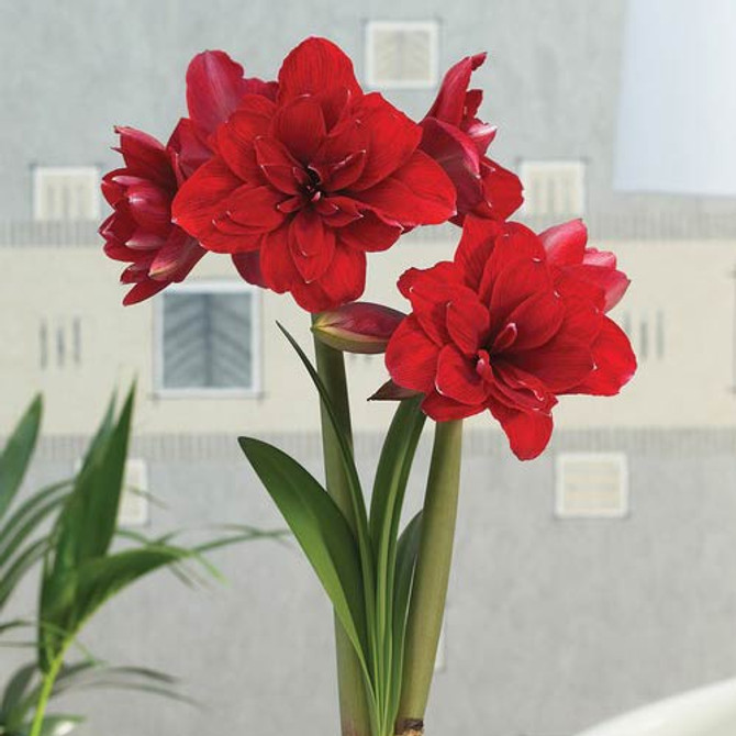 Amaryllis Double Dragon 