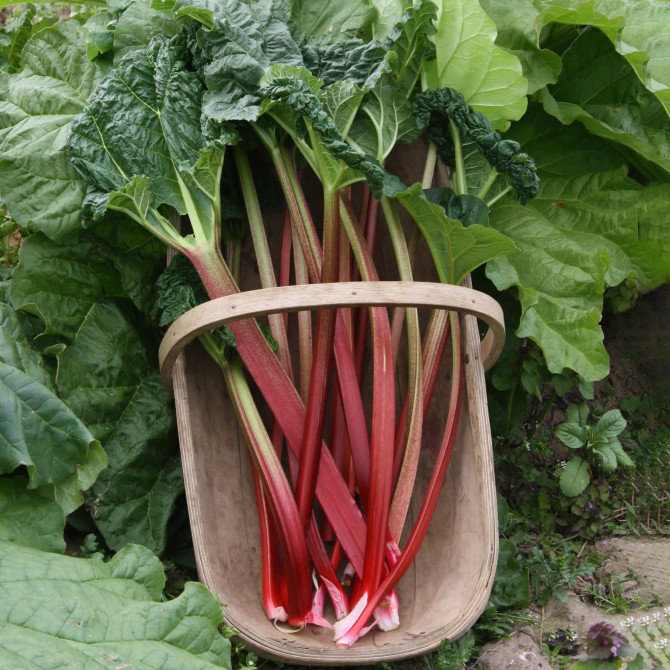 Rhubarb Victoria