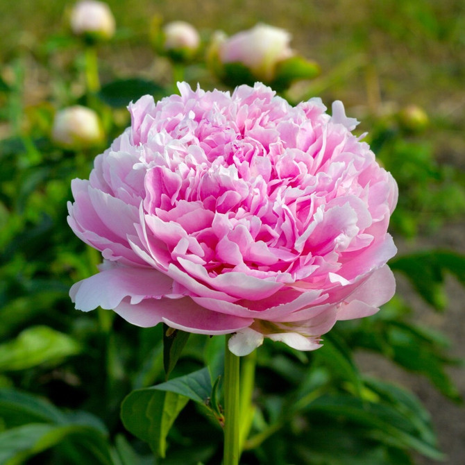 Paeonia Hardy Pink