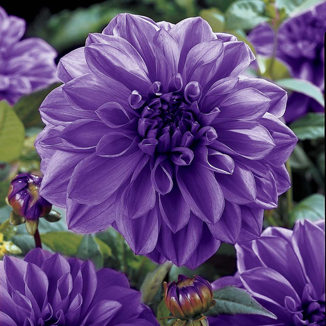 Dahlia Dinner Plate Blue Boy