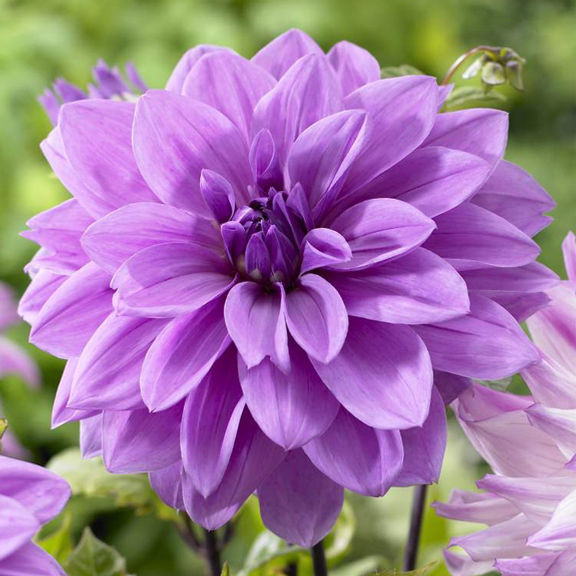 Dahlia Dinner Plate Lilac Time