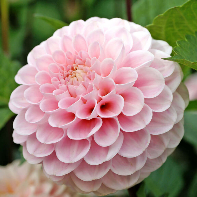 Dahlia Wizard Of Oz