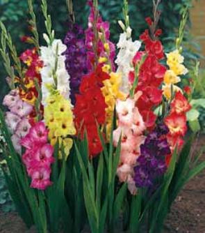Gladioli Mr Middleton's  Cut Flower Mixture