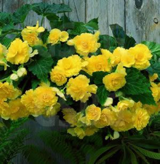 Hanging Basket Begonia Yellow