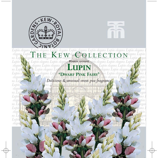 Lupin 'Dwarf Fairy Pink' (Kew)