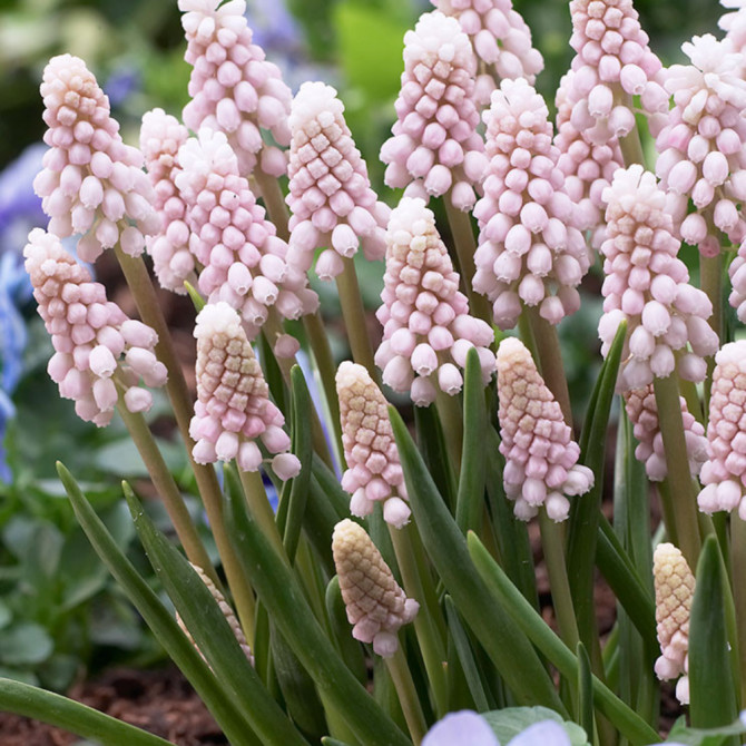Muscari ‘Pink Sunrise’