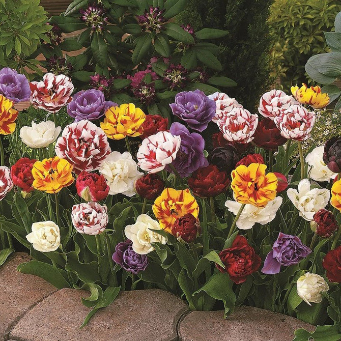 Tulip Decadent Double