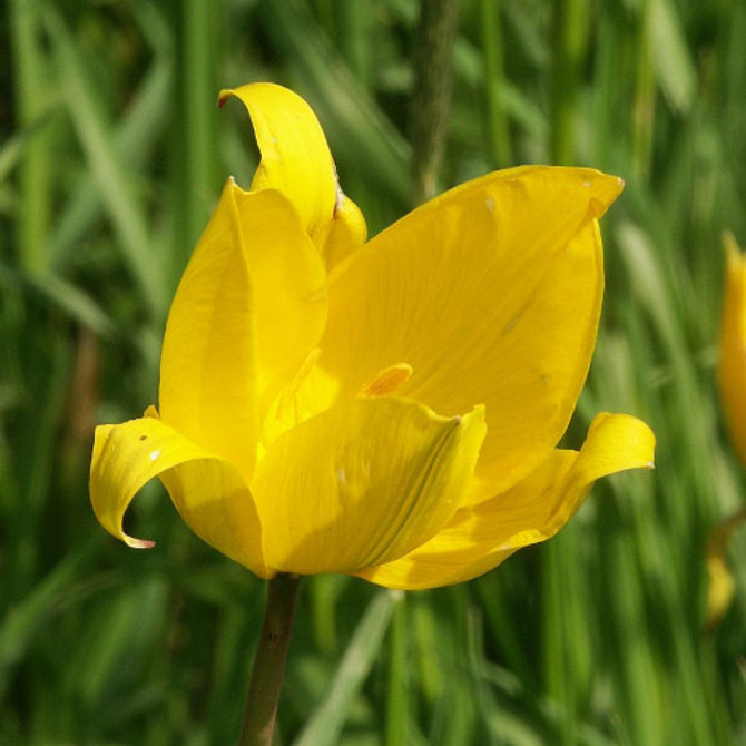 The Woodland (Tulip Sylvestris)