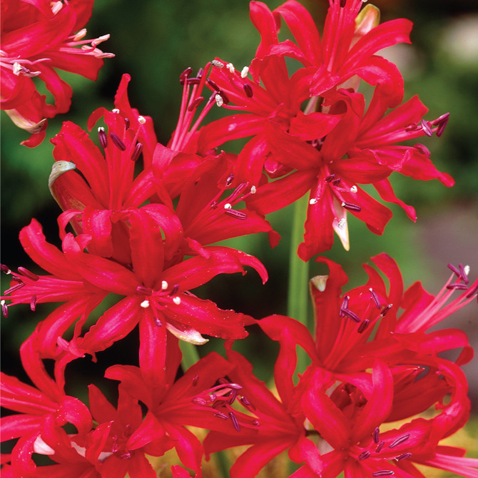 Nerine Sarniensis