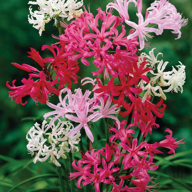 Nerine Floral Fireworks