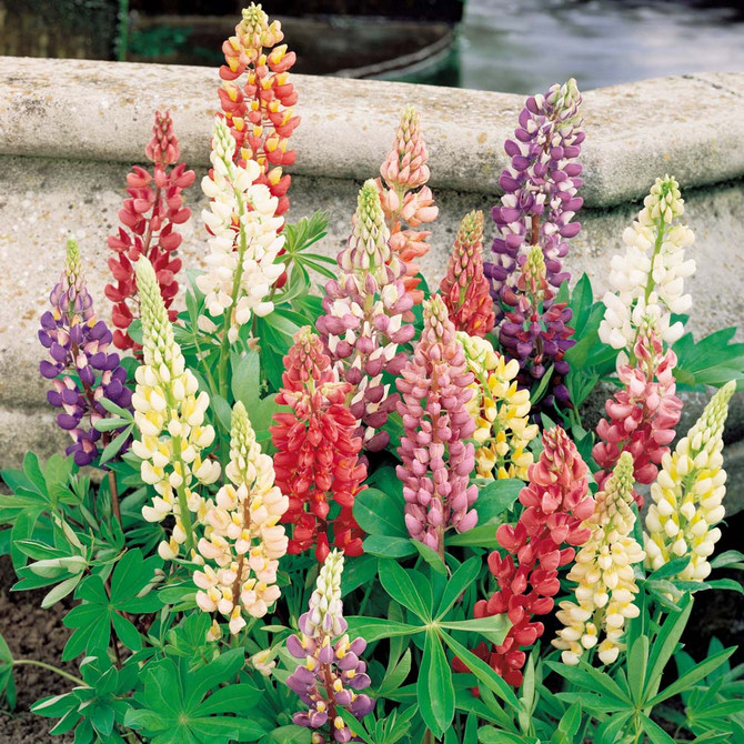 Lupin Mixed