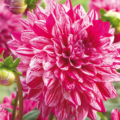 Dahlia Decorative 'Santander'