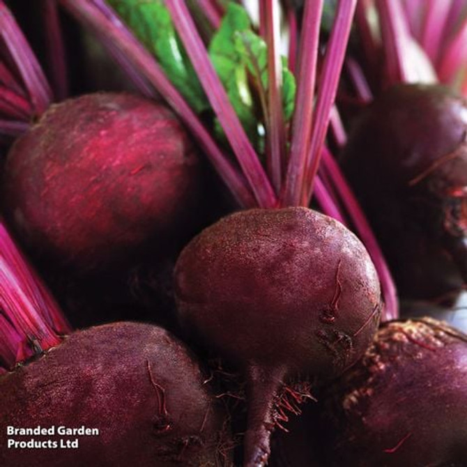 Beetroot Detroit 2 Crimson Globe