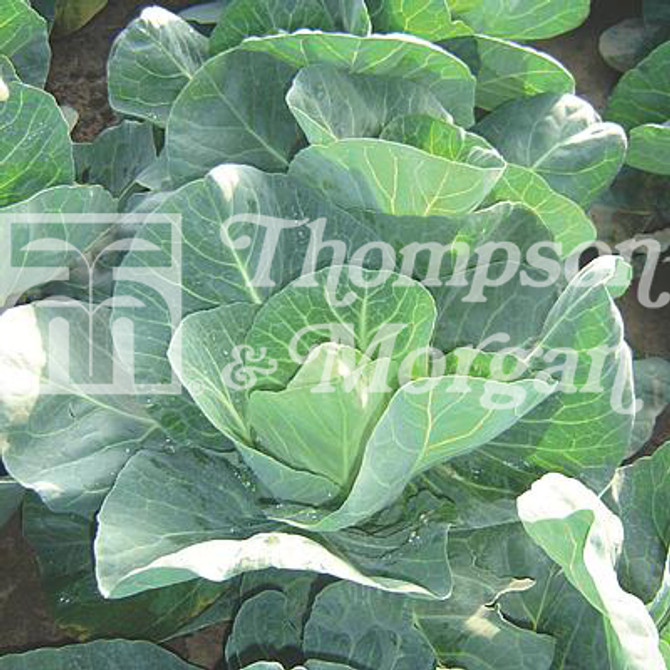 Cabbage Winter Jewel F1 Hybrid