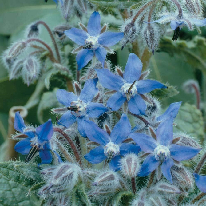 Herb Borage