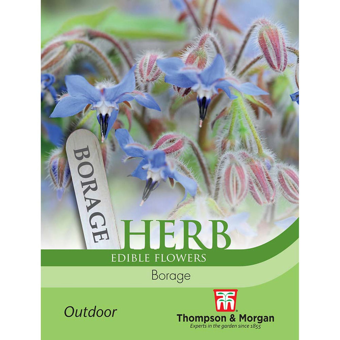 Herb Borage