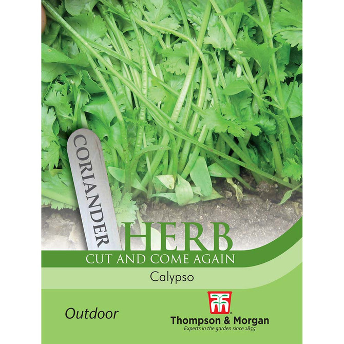 Herb Coriander Calypso
