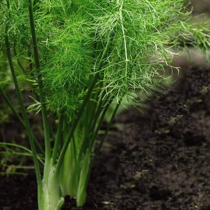 Herb Fennel