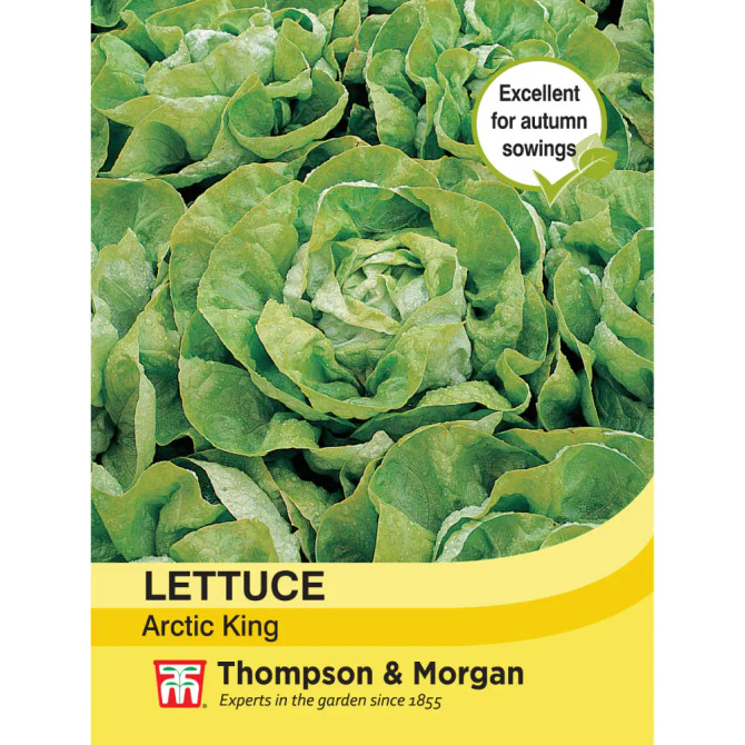 Lettuce Arctic King