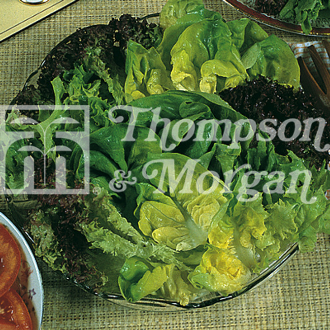 Lettuce Leaves Mixed