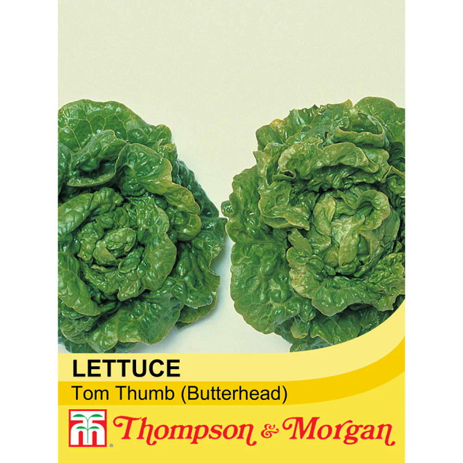 Lettuce Tom Thumb