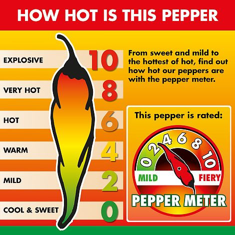 Chilli Pepper 'Padron'