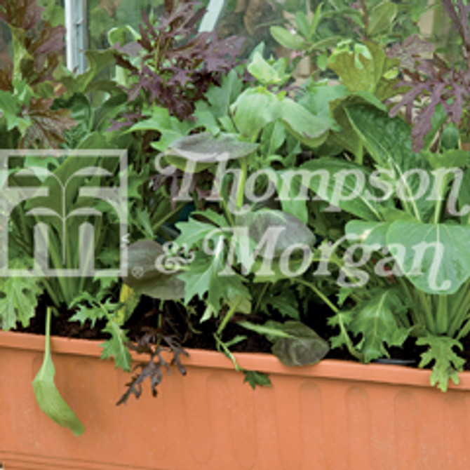 Salad Leaves - Winter Greens The Good Life Mixed