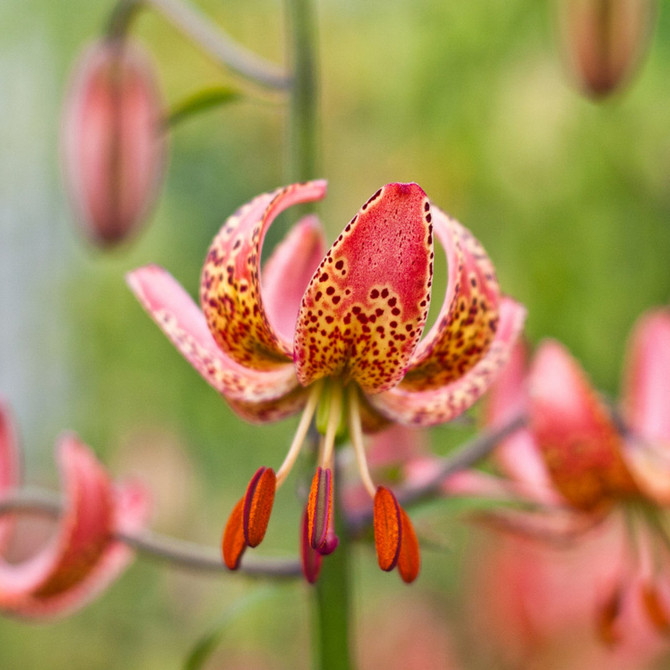 Lilium Manitoba Morning