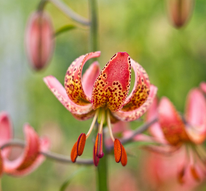 Lilium Manitoba Morning