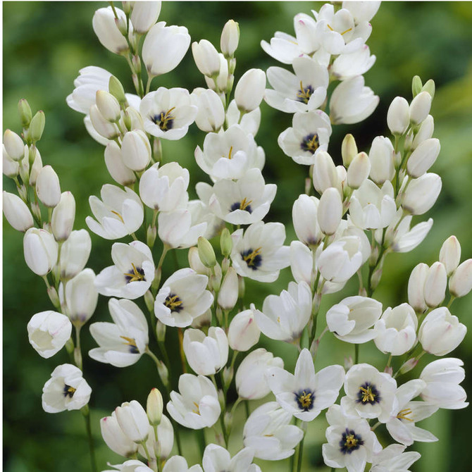 Ixia Gemini White