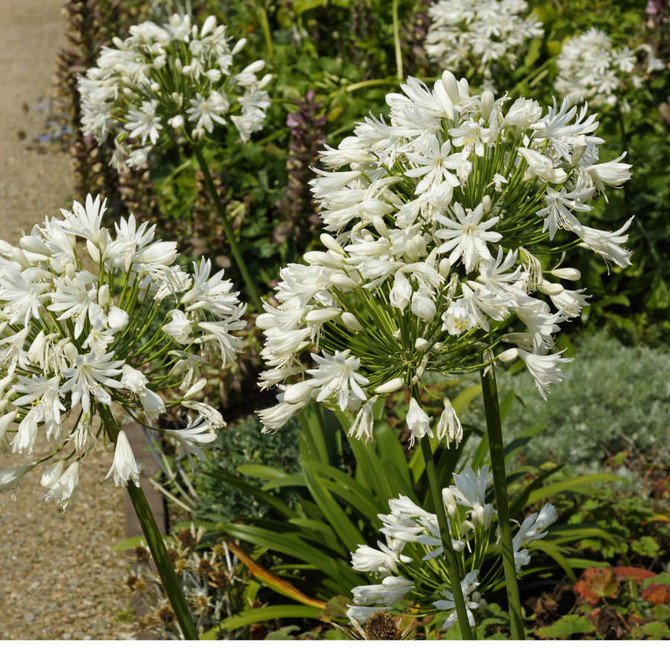 Agapanthus White Superior