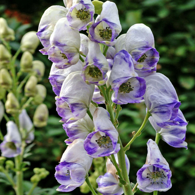 Aconitum x cammarum 'Bicolor' ( Ranunculaceae )