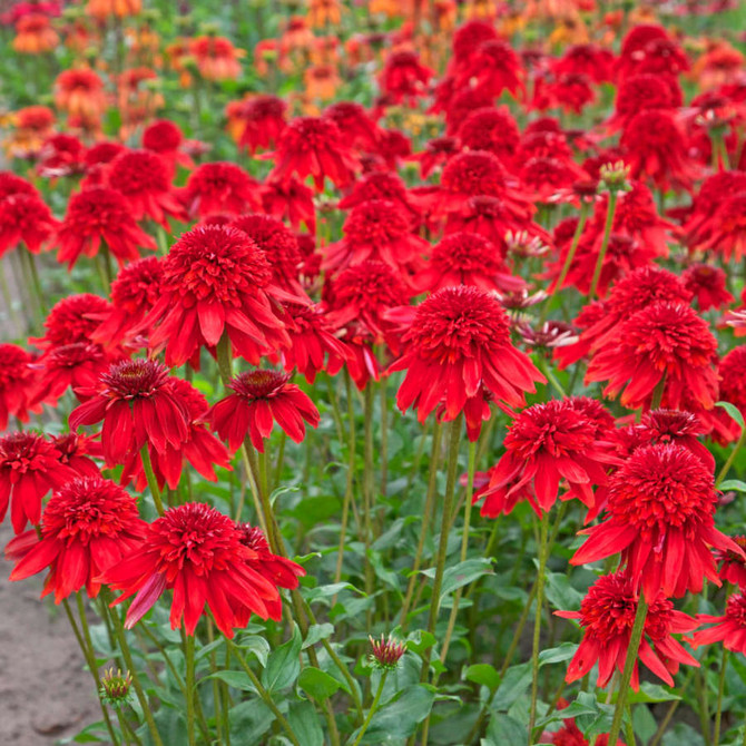 Echinacea 'Eccentric'