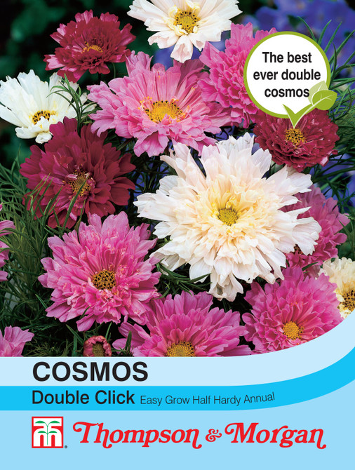 Cosmos Double Click