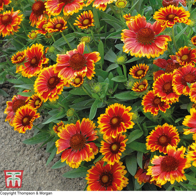 Gaillardia aristata 'Goblin'