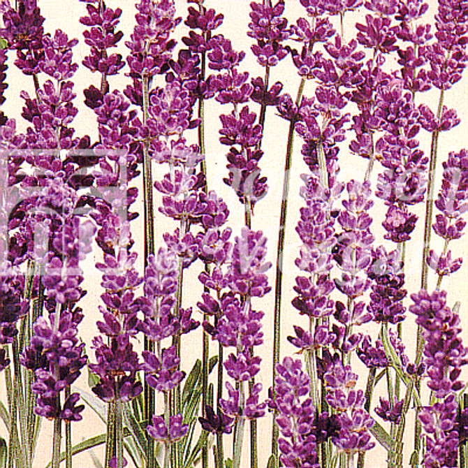 Lavender Munstead Dwarf