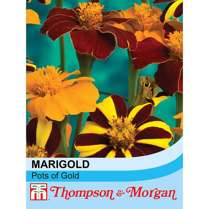 Marigold Pots of Gold