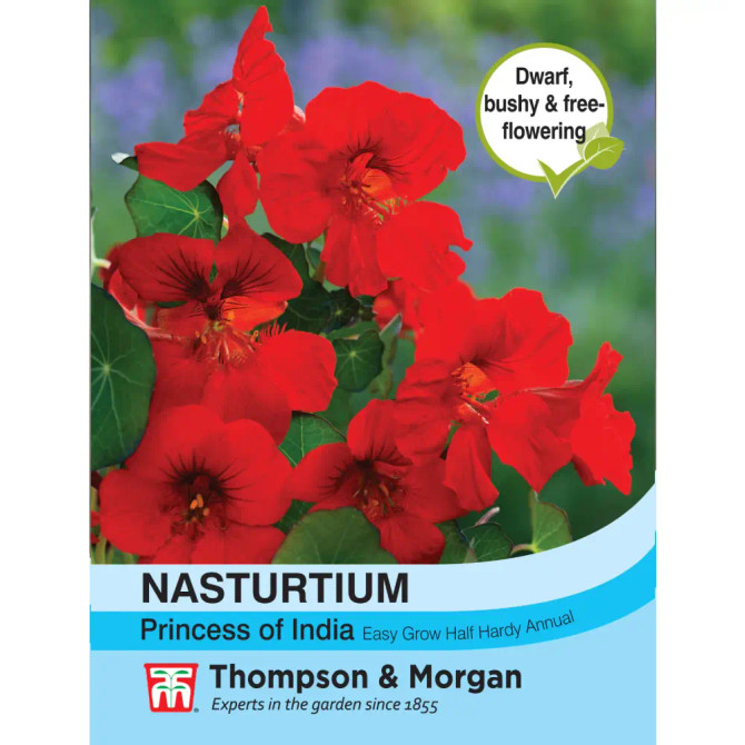Nasturtium Princess Of India’
