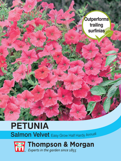 Petunia Salmon Velvet F1 Hybrid