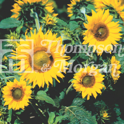 garden supplies ireland