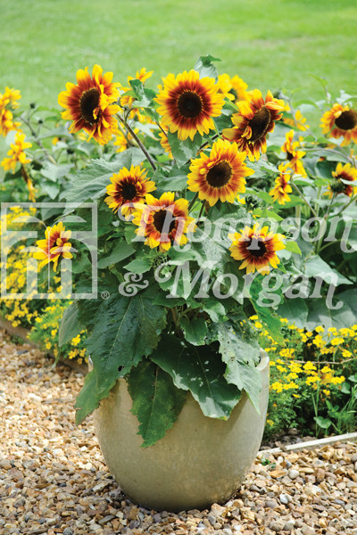 Sunflower Solar Flash F1 Hybrid - Mr Middleton Garden Shop