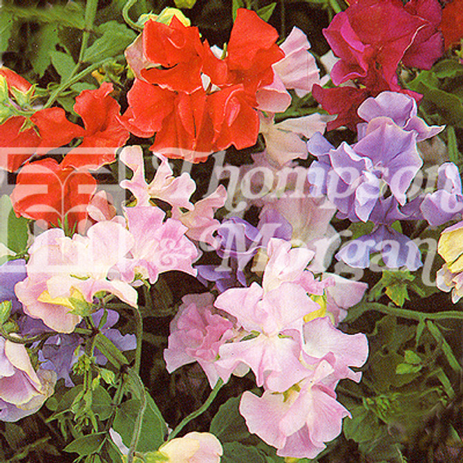 Sweet Pea Early Mammoth Mixed