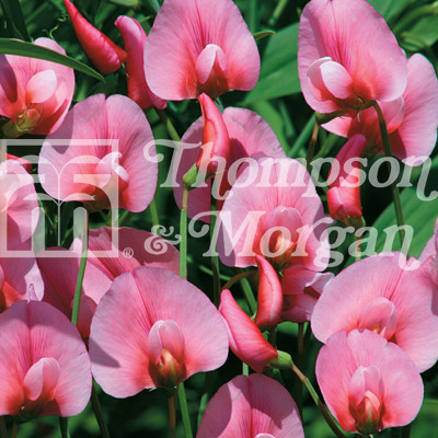 garden supplies ireland