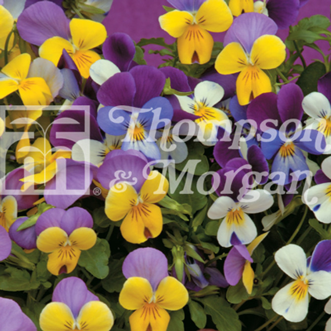 Viola Sweeties