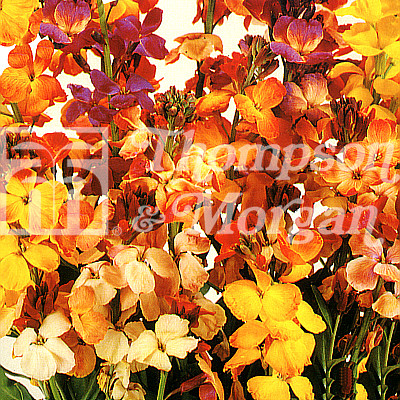 Wallflower My Fair Lady Mixed - Mr Middleton Garden Shop