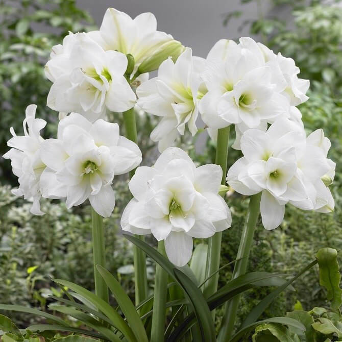 Amaryllis Sonatini Alasca